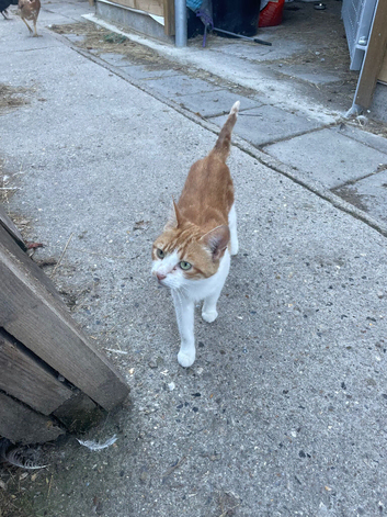 Kittens