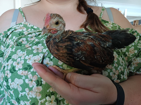 Serema rooster