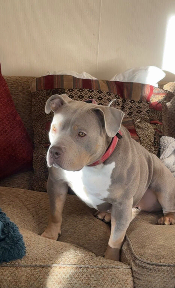 BONNIE(Stud wanted)