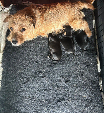 Beautiful working Cocker Spaniel x Terrier puppies