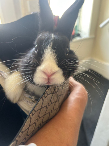 13 week old bunny&rsquo;s for sale