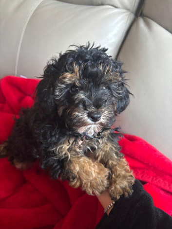 Cavapoo puppies