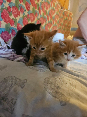 Lovely kittens