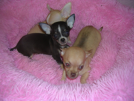 Small Chihuahua puppies 1 Black/tan male 1 Fawn Female