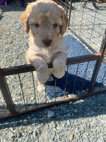 Miniature cockapoo puppies