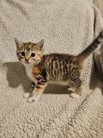 Part bengal kittens