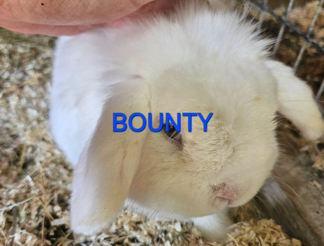 Rescue adult bunnies