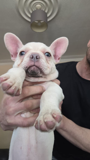 French bulldog