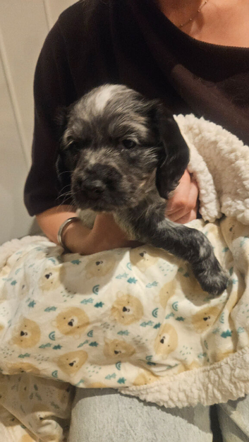 Gorgeous working cocker spaniel puppies