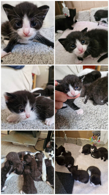 black and white kittens