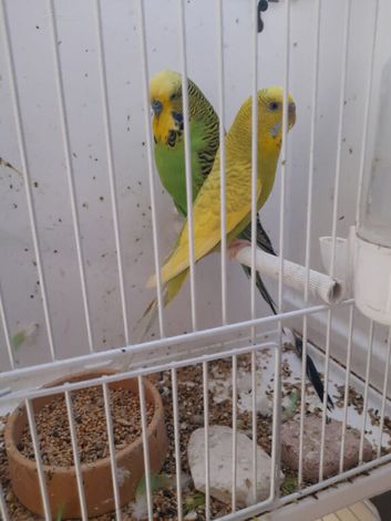 Pair of budgies