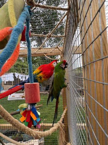 Proven pair bonded macaws