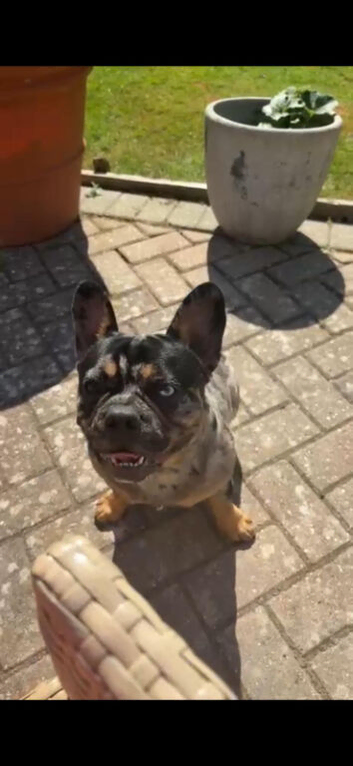 Oakley the Frenchi
