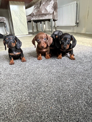 Miniature dachshund