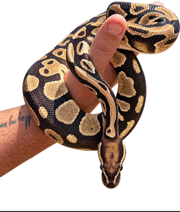 Orange dream 100% het pied male ball python