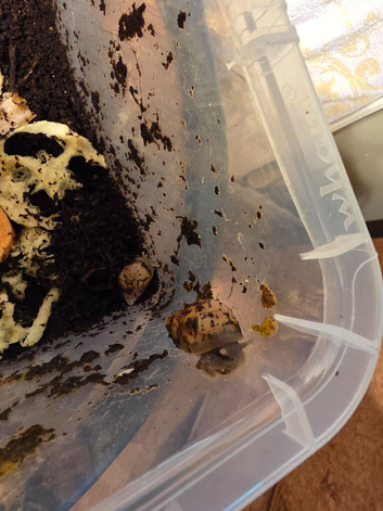 Giant African Land Snails For Sale