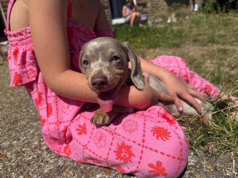 Miniature dachshund puppies
