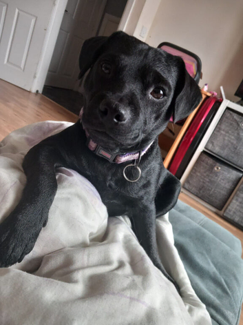 Patterdale terrier girl 3 year