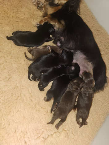 4 longhair mini dachshund pups