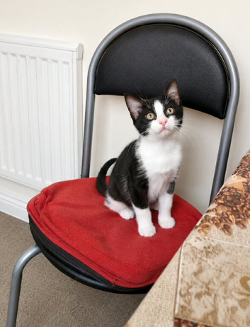 Mixed tuxedo girl