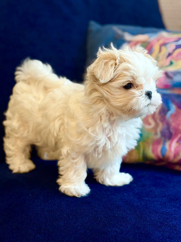 Korean Maltese KC registered