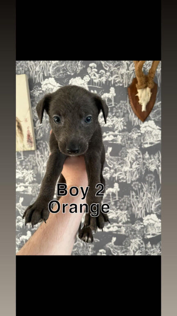 Collie greyhound Lurcher