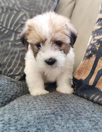 Shih tzu x jorkie pups