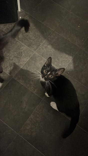 male tuxedo kitten for sale!