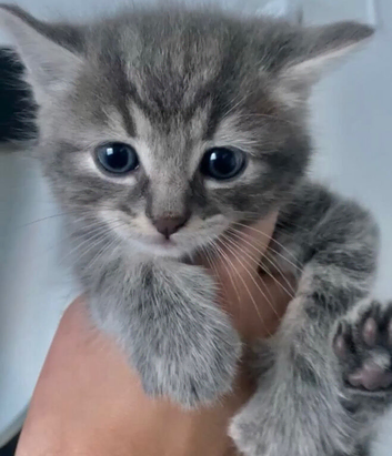 Grey tabby kitten