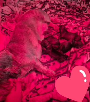 Miniature wire haired dachshund pups