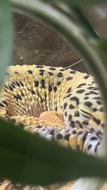 female leopard gecko + vivarium
