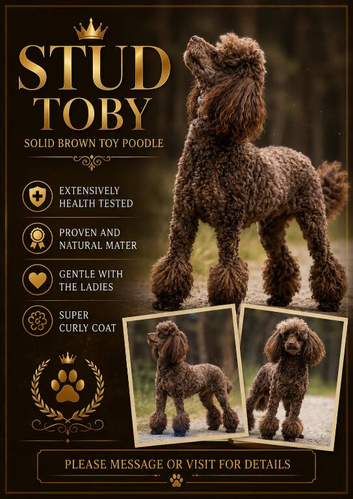Brown toy poodle