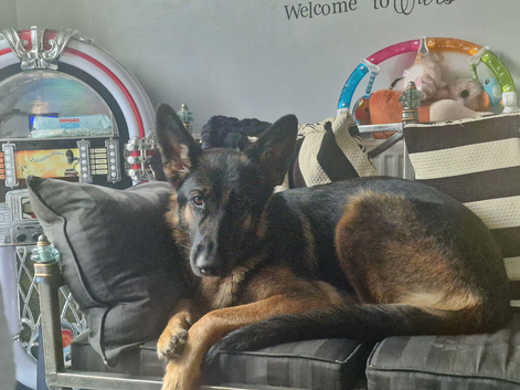 German shepard girl for sale