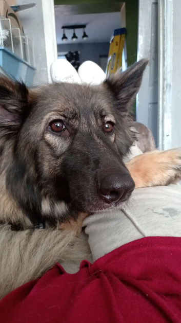 Female German shepard