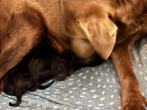 Labrador puppies