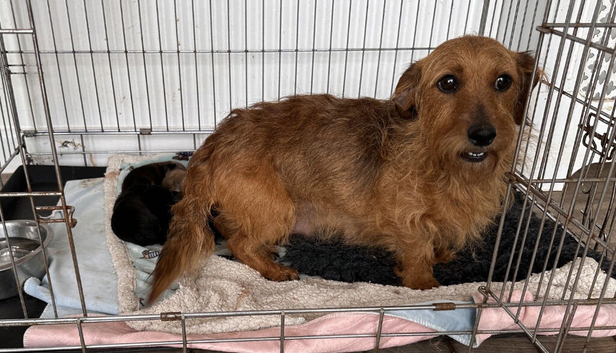 Dach x chi x shitz puppies available