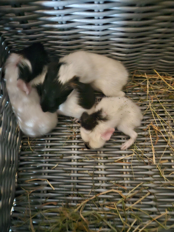 4 baby guinea pigs