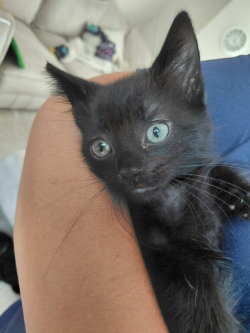 10 week old boy kitten
