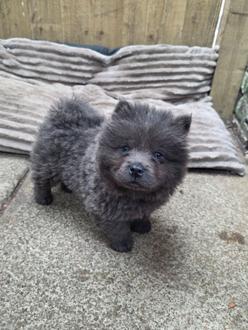*READY*CHOW CHOW PUPPIES ONLY 3 LEFT BARGAIN