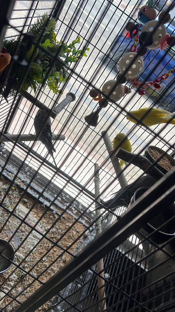 4 budgi  and cage for sale