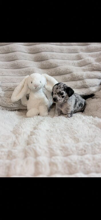 Merle female chihuahuas