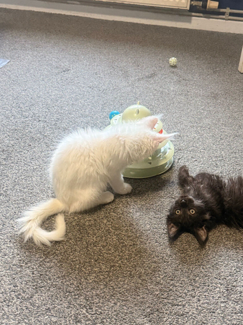 2 x male tica fully vaccinated mainecoon kittens ready now