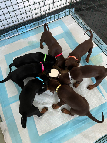 7 beautiful, healthy Dobermann puppies for sale