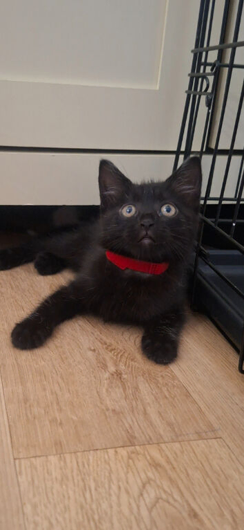 READY NOW 6 KITTENS!!