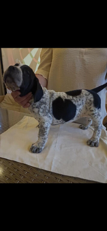 French bulldog x Show cocker spaniel ☆Ready to leave Tomorrow☆