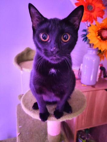 Enyo Black Cat approximately 2 years old