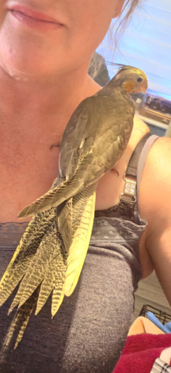 Silly tame cockatiel hen bird