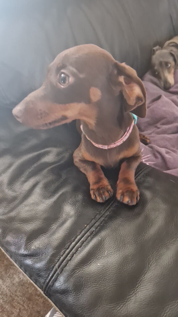 Black and tan girl