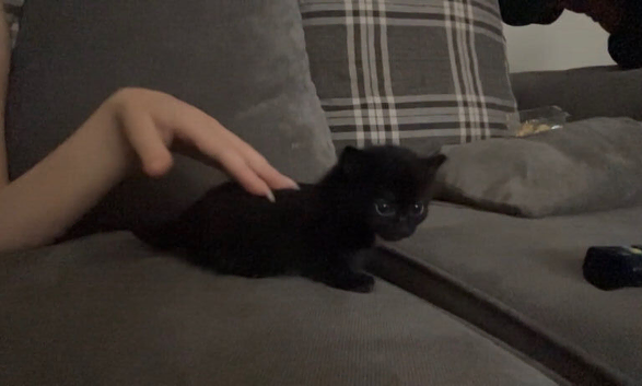 Female kitten available &zwj;