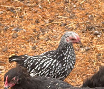 WYANDOTTE BANTAM COCKEREL
